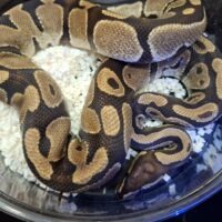 ボールパイソン(hetラベンダー)約1kg オス