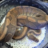 ボールパイソン(スーパーレッドストライプhetクラウン)約1kg オス