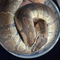 ボールパイソン(スーパーレッドストライプhetクラウン)約1kg オス