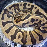 ボールパイソン(ファイアコンフュージョンhetクラウン)約900g オス