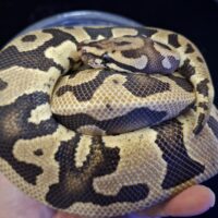 ボールパイソン(ファイアコンフュージョンhetクラウン)約900g オス