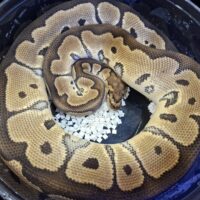 ボールパイソン(クラウンhetラベンダー)約1,1kg オス
