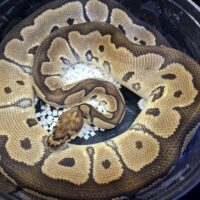 ボールパイソン(クラウンhetラベンダー)約1,1kg オス