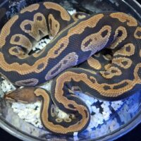 ボールパイソン(サイプレスhetクラウン)約1,3kg オス