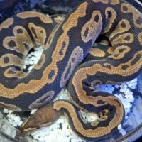 ボールパイソン(サイプレスhetクラウン)約1,3kg オス