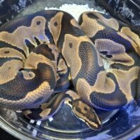 ボールパイソン(レオパードhetクラウン)約1,3kg オス