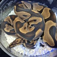 ボールパイソン(レオパードhetクラウン)約1,3kg オス