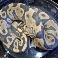 ボールパイソン(レオパードデザートゴーストhetクラウン)約1,1kg オス