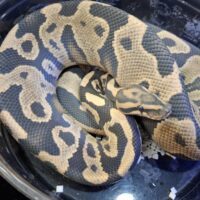 ボールパイソン(レオパードデザートゴーストhetクラウン)約1,1kg オス