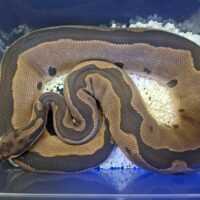 ボールパイソン(レオパードクラウン)約2,5kg メス