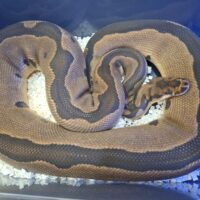 ボールパイソン(レオパードクラウン)約2,5kg メス