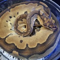 ボールパイソン(クラウン)約1,6kg メス