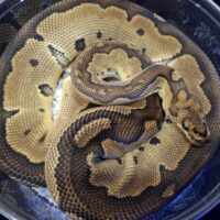 ボールパイソン(クラウン)約1,6kg メス