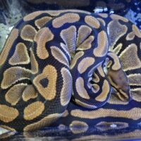 ボールパイソン（Dhetクラウン、ラベンダー）約2kg メス