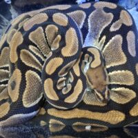 ボールパイソン（Dhetクラウン、ラベンダー）約2kg メス