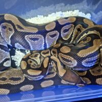 ボールパイソン(hetクラウン)約2,7kg メス
