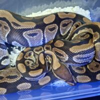 ボールパイソン(hetクラウン)約2,7kg メス
