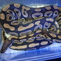 ボールパイソン(ファントム)約2,5kg メス