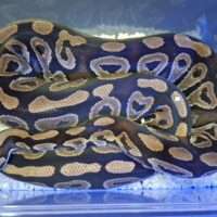 ボールパイソン(ファントム)約2,5kg メス