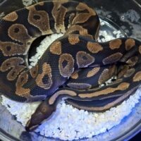 ボールパイソン(チョコレートhetゴースト)約1kg オス