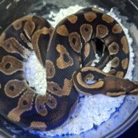 ボールパイソン(チョコレートhetゴースト)約1kg オス