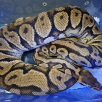 ボールパイソン(パステルスペシャルイエローベリー)約2,5kg メス