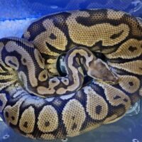 ボールパイソン(パステルスペシャルイエローベリー)約2,5kg メス