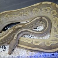 ボールパイソン(ブラックパステルレッサーゴースト)約2kg メス