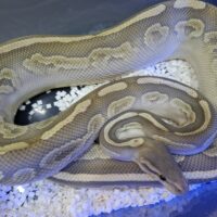 ボールパイソン(ブラックパステルレッサーゴースト)約2kg メス