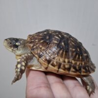 ミツユビハコガメ(甲長約8cm)多甲板(親極美)