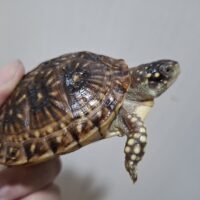 ミツユビハコガメ(甲長約8cm)多甲板(親極美)