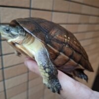 タイリクミナミイシガメ(琵琶湖産)WC 甲長約15cm メス(多甲板)