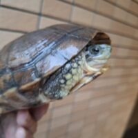 タイリクミナミイシガメ(琵琶湖産)WC 甲長約15cm メス(多甲板)