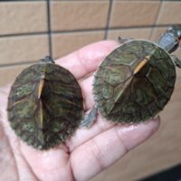 アッサムセタカガメ(25CB)甲長約5cm