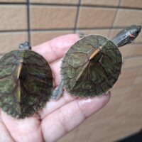 アッサムセタカガメ(25CB)甲長約5cm