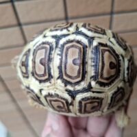 ソマリアリクガメ(甲長約9.5cm)国内CB