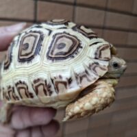 ソマリアリクガメ(甲長約9.5cm)国内CB