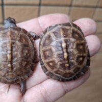 トウブハコガメ(25CB)TSDメス