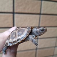 トウブハコガメ(25CB)TSDメス