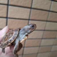 トウブハコガメ(25CB)TSDメス 尾先切れ