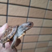 トウブハコガメ(25CB)TSDメス 尾先切れ