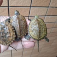 ウンキュウ(25CB)