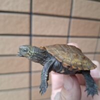 ウンキュウ(25CB)