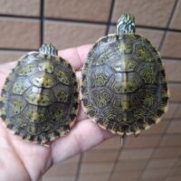 リオグランデクーター(25CB)甲長約5,5cm