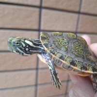 リオグランデクーター(25CB)甲長約5,5cm