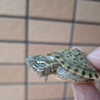 リオグランデクーター(25CB)甲長約3,5cm