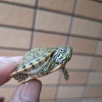 リオグランデクーター(25CB)甲長約3,5cm