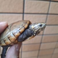 ミスジドロガメ(甲長約5,5cm)多甲板