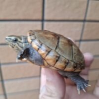 ミスジドロガメ(甲長約5,5cm)多甲板