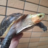チュウゴクセマルハコガメ(甲長約13cm)メス